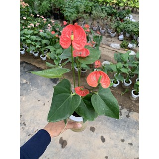 [CÂY THUỶ SINH] Cây hồng môn thuỷ sinh đỏ để bàn cao 25cm, cây ra hoa quanh năm mang lại sự may mắn và thuận lợi