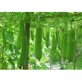 HẠT GIỐNG BẦU F1