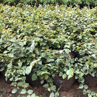 Bầu cây vảy ốc( thằn lằn)
