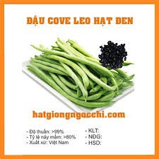 hạt giống cây đậu đỗ cove leo tứ quý hạt đen gói (50gr) rau