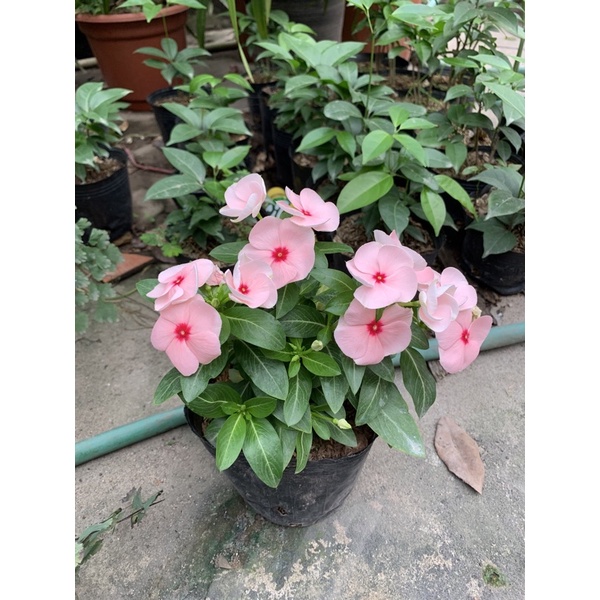 Cây hoa dừa cạn, cây cao 10-15cm đã có hoa và nụ trang trí ban công, sân vườn, làm cây công trình