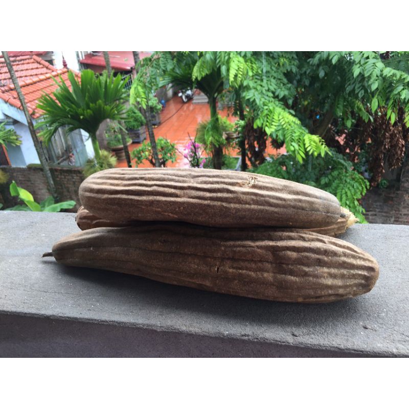 Xơ mướp khô