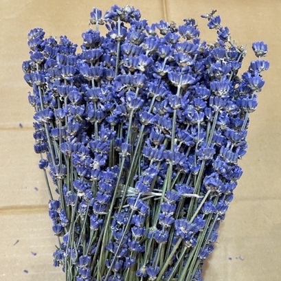 Hoa Khô Lavender, Hoa Oải Hương Lavender Thơm Ngát, Decor Siêu Xinh