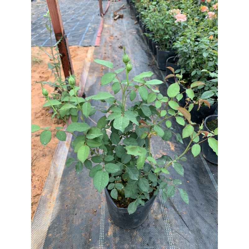 Cây hoa hồng bụi Molinuex màu vàng, cây nguyên chậu cao 50-60cm. thienan22916