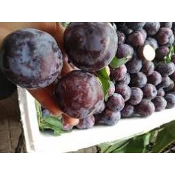 Cây giống MẬN TÍM  - hàng giống F1
