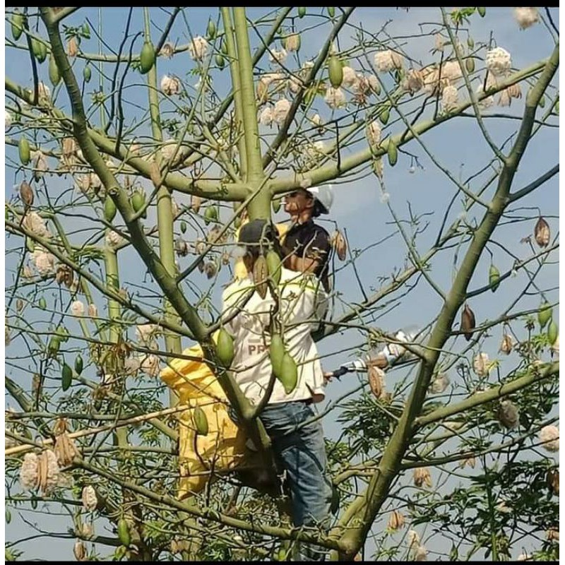 trái bông gòn. /1kg