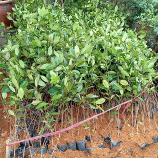 Cây giống cherry brazil cây cao 1m trồng 1 năm có trái