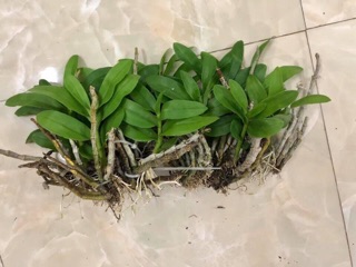Trầm tím hàng tuyển