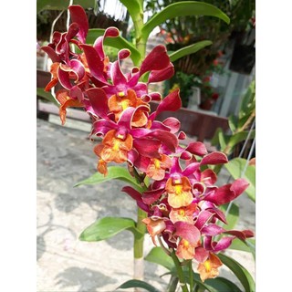 Chậu cây lan Dendro Quán Long - Trang Orchids