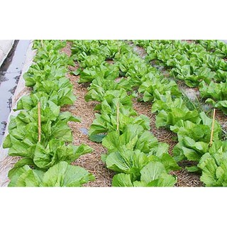 Cải Bẹ Dưa RĐ 673 - Rạng Đông