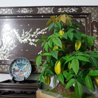 Cây giả bon sai để bàn (nhiều loại)