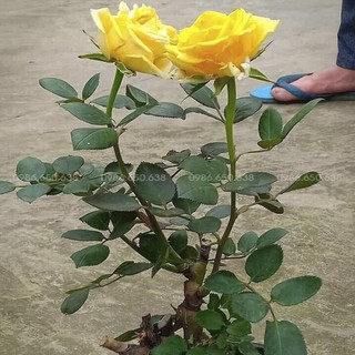 GỐC HOA HỒNG