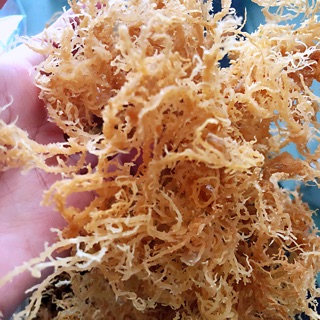 Rong sụn khô làm gỏi