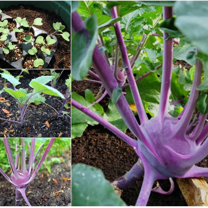 Hạt Giống Su Hào Tím 0.5gr