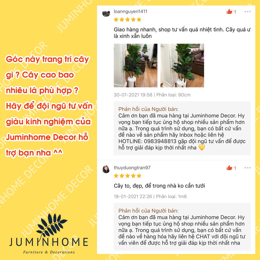 Cây giả, cây bàng singapore giả - Cây giả decor trang trí nhà cửa nội thất phòng khách phòng ngủ