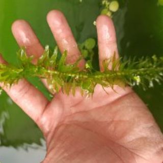 Rong đuôi chó Trung Quốc trang trí bể cá