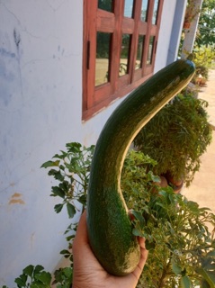 Bơ 034 Lâm Đồng 35 - 58k / 1kg