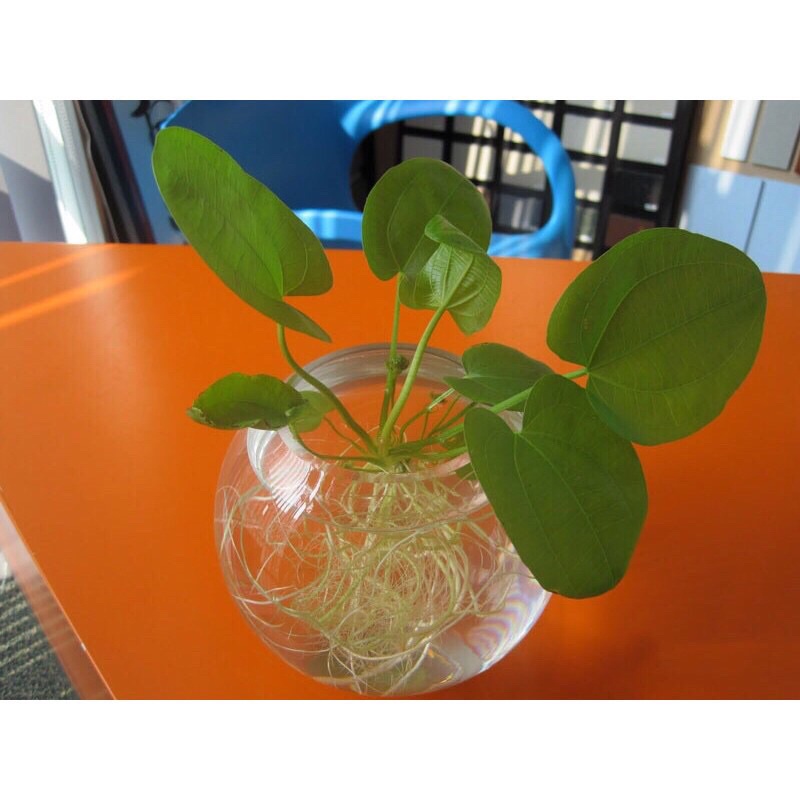 Cây Bách thuỷ tiên