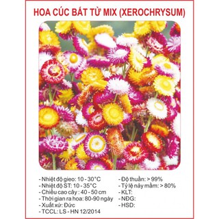 Hạt giống cúc bất tử mix