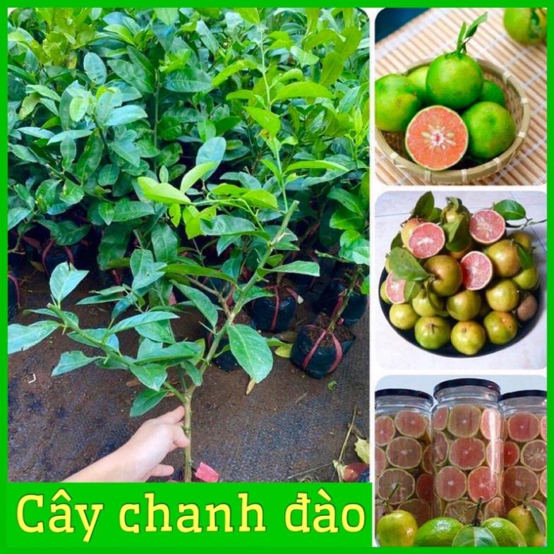 Cây giống chanh đào chuẩn giống F1 3 tháng ra quả vỏ mỏng ruột hồng mùi thơm .