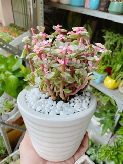 Chậu Đô La Hồng
