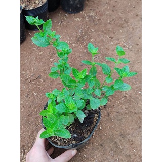 Cây sương sáo làm thạch đen chậu nhiều nhánh