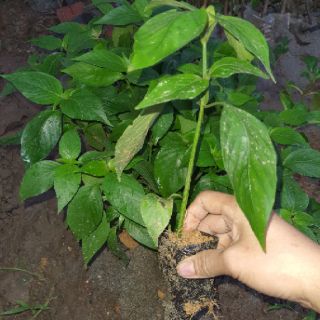 combo 5 giống  cẩm tím . đỏ cam