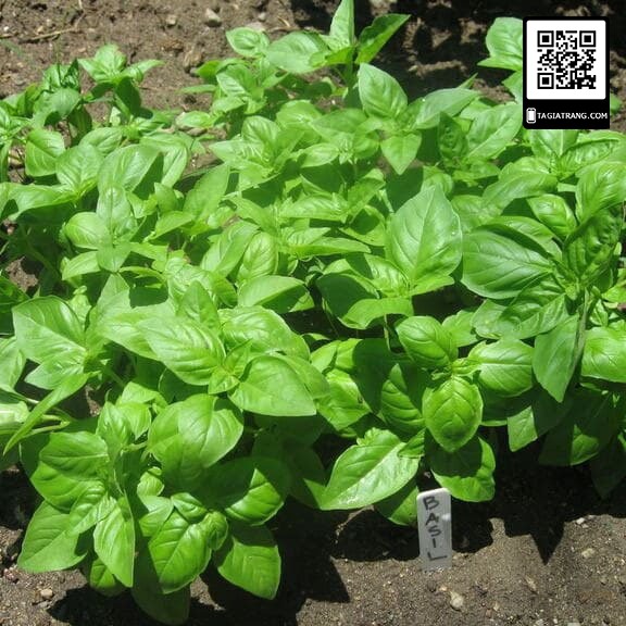 Hạt giống húng tây (sweet basil) - Gói 1gr