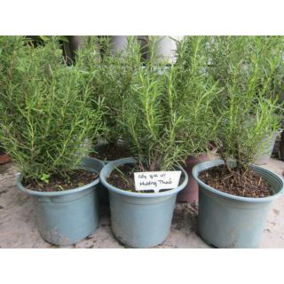 Cây hương thảo cực thơm