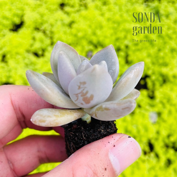 Sen đá đá xanh SONDA GARDEN size mini 2.5-4cm, xuất xứ Đà Lạt, khoẻ đẹp, lỗi 1 đổi 1