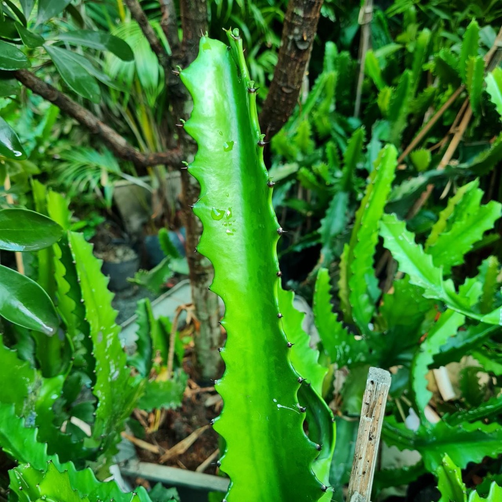 Xương rồng gai cho bà đẻ, trẻ sơ sinh treo cửa, mang đi đường để trẻ sơ sinh không quấy khóc