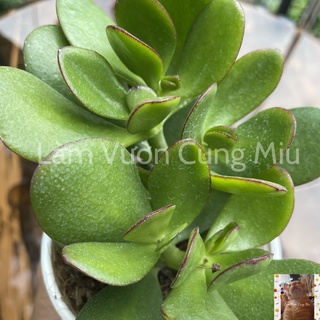 Sen Đá Thạch Bích 🍃🍃🍃 Size Trung