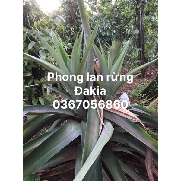 Cây dứa thơm giống, dứa con loại quả TO VÀ NGỌT