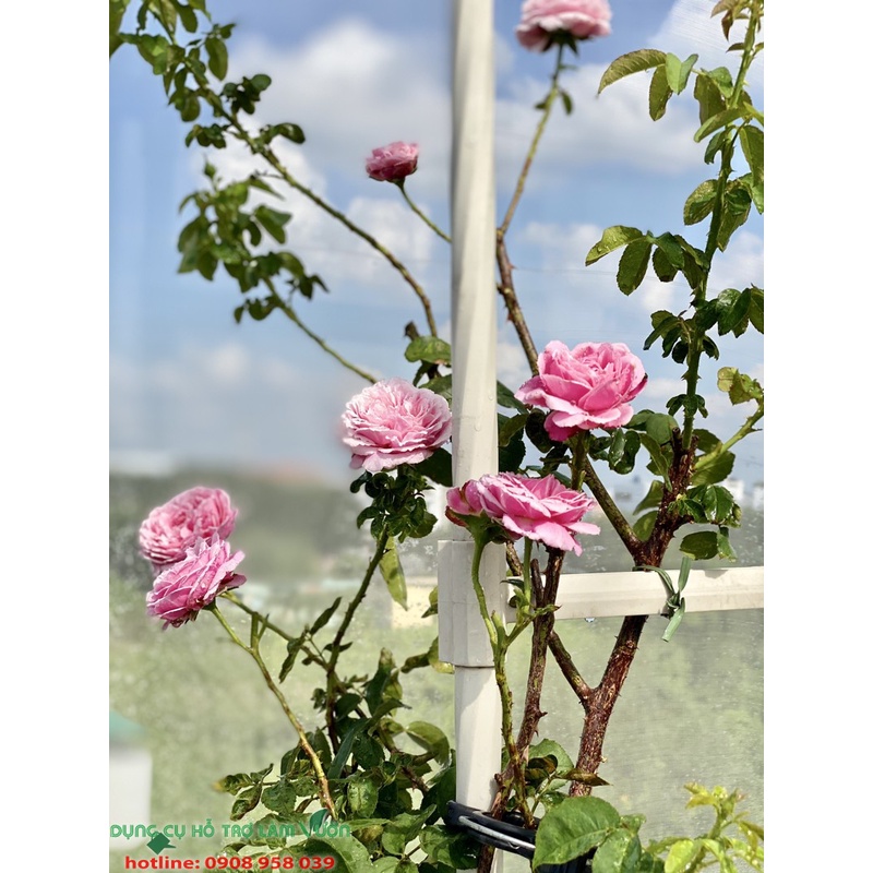 Khung vòm cổng cho hoa hồng leo của Nhật kích thước cao 210cm chiều sâu 31cm màu trắng
