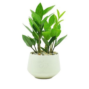 Cây Kim Tiền trồng để bàn hoặc phong thủy
