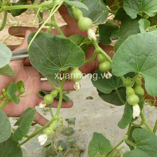 HẠT GIỐNG BẦU HỒ LÔ