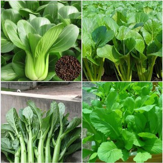 Bộ 4 gói hạt giống rau cải ( cải chíp + cải ngồng + cải xanh+ cải ngọt )