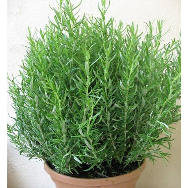 Hạt Giống Hương Thảo Rosemary (50 Hạt) - [MUA 3 TẶNG 1 CÙNG LOẠI] -  Dễ Trồng, Gia Vị Thơm, Đuổi Muỗi