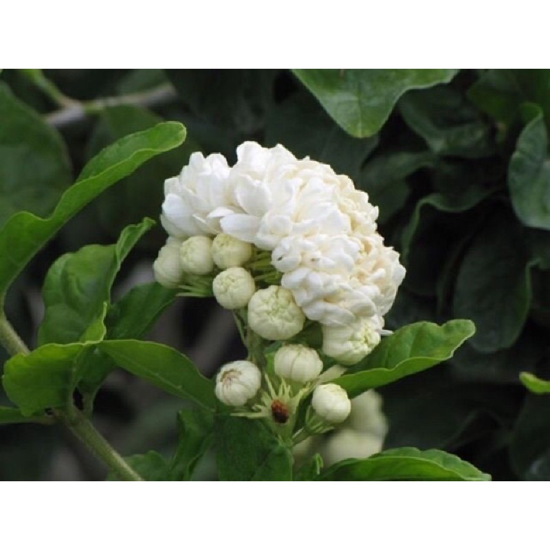 Trà hoa nhài khôthanh nhiệt, giảm cân