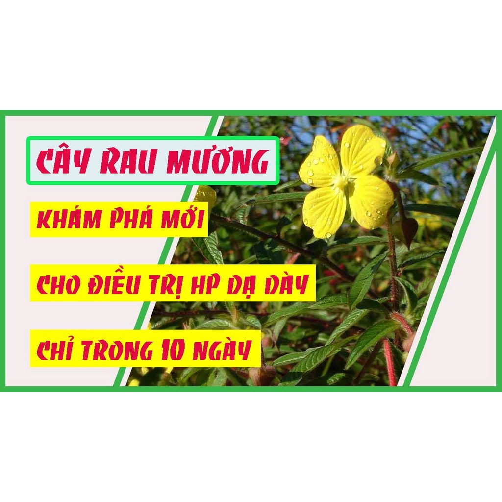 Cây rau mương khô thượng hạng Sasuke 1kg tốt cho người bị dạ dày khu.ẩn HP