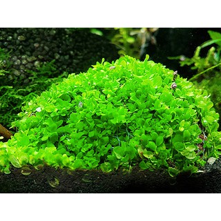 HẠT GIỐNG CỎ TRÂN CHÂU - (1500 ~ 2000 Hạt/ ống)