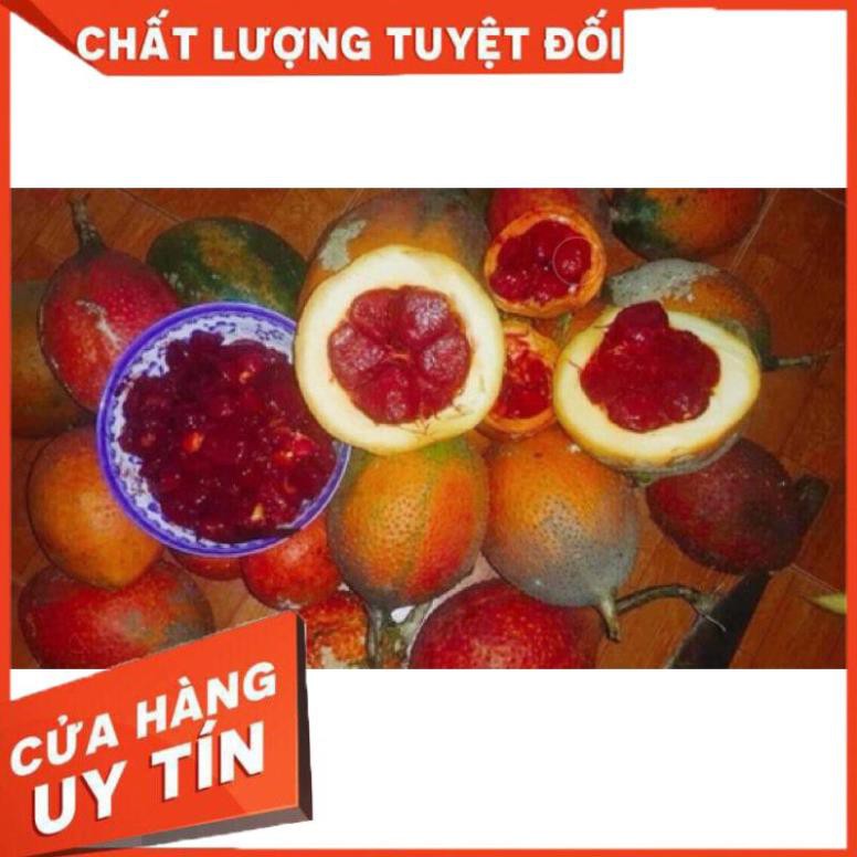 Dầu gấc nhà làm nguyên chất 100%