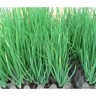 1G_ Hạt giống hành -.Hành hương Nhật bản