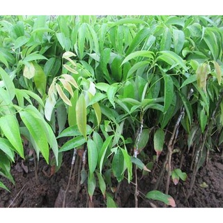 Cây vải thiều-mang lại giá trị kinh tế cao