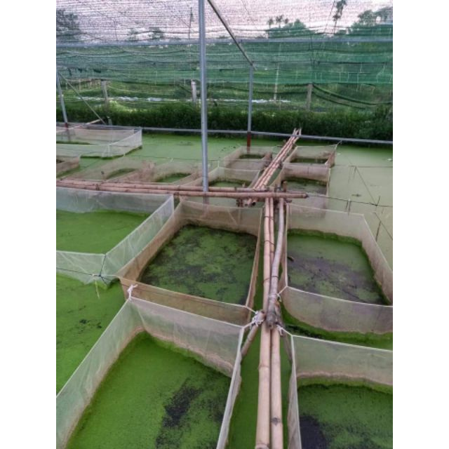 tráng nuôi ốc nhồi , ốc bưu đen - loại dài 4m , rộng 2m , cao 1m sản phẩm tốt 121