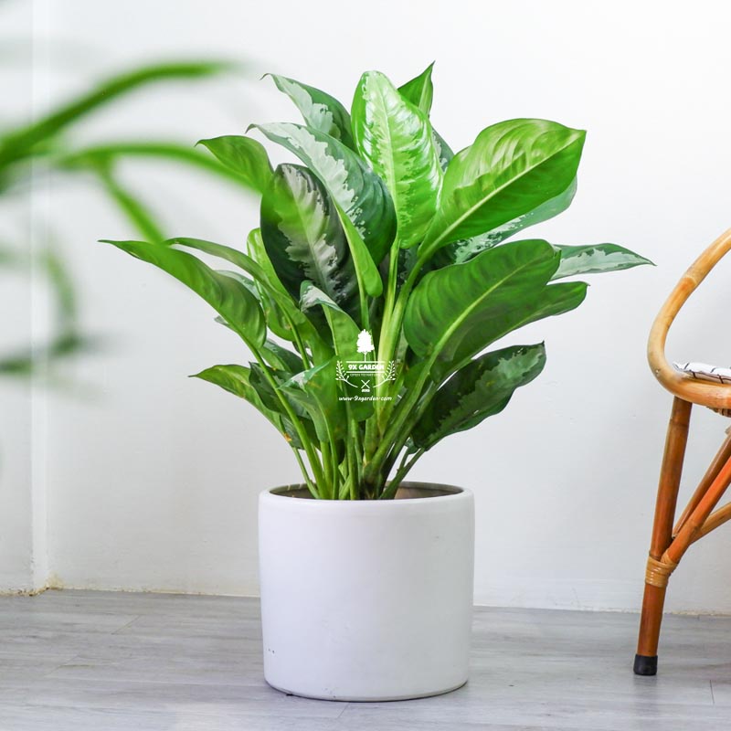 Cây Thanh Lam ( Cây Vạn Phúc ) nội thất trang trí văn phòng, cửa hàng giúp thanh lọc không khí