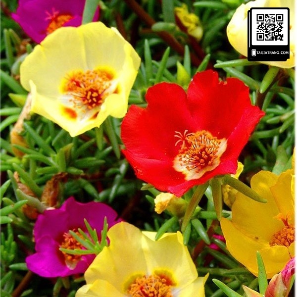 Hạt giống hoa mười giờ đơn mix