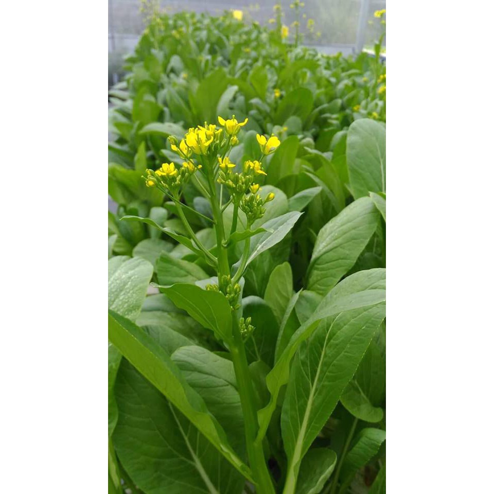 Gói 300 Hạt Giống Cải Ngọt Bông Ăn Bông (Cải Ngồng) Dễ Trồng 20gr Giống Mới Chịu Nhiệt 4 Mùa