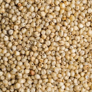 Hạt bo bo (hạt ý dĩ)
