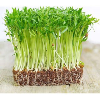 Hạt giống rau mầm - Hạt giống rau mầm rau muống gói 100g